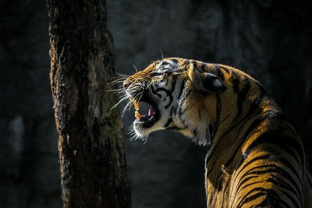 В Приморье тигр загнал грибников на дерево видео