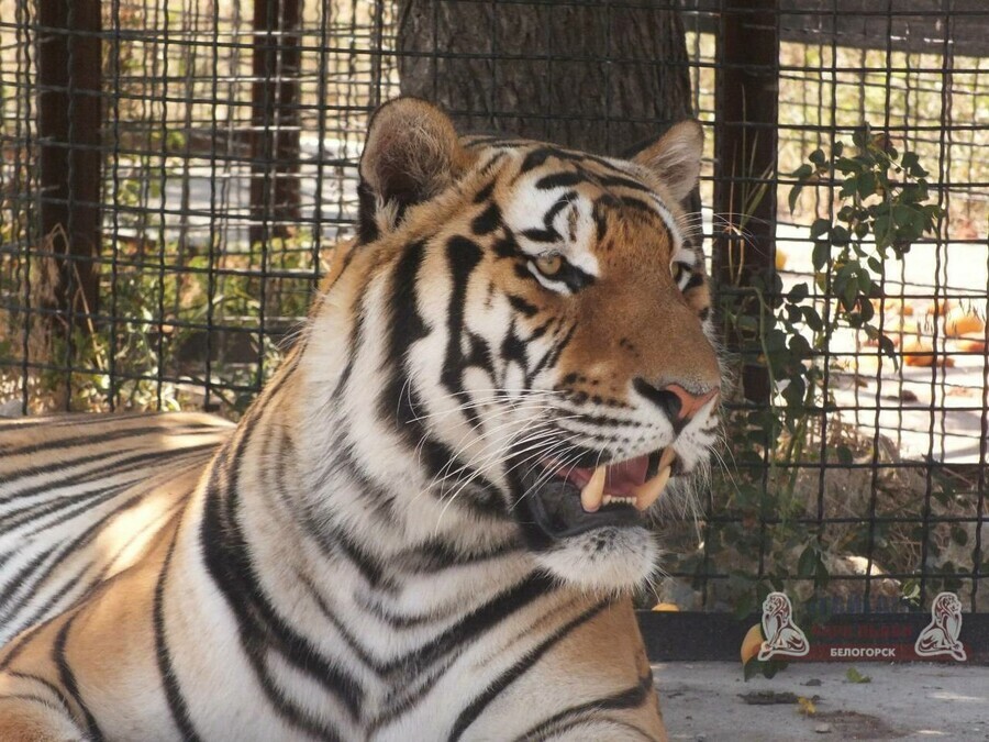В крымском сафарипарке тигр напал на годовалого малыша и изувечил его 