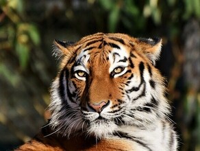 Этот тигр не конфликтный специалисты центра Амурский тигр о ситуации в Приморье где хищник загнал людей на дерево