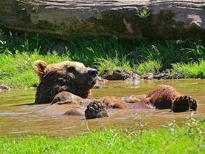 Где в Приамурье лучше не купаться список 