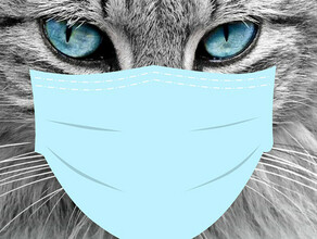 В Харбине усыпили трех породистых кошек больных COVID19 Их хозяйка в больнице 