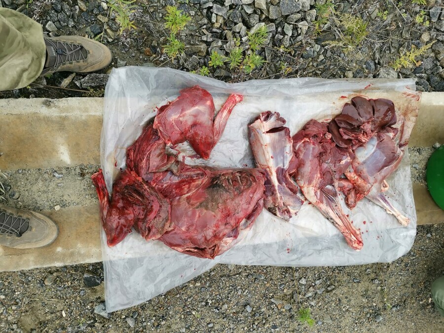 В подозрительном грязном автомобиле амурские охотинспекторы нашли мясо косуль и оружие 