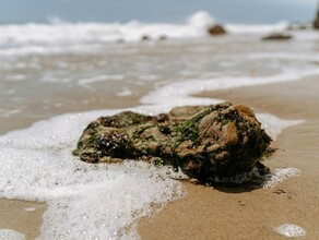 У берегов Владивостока обнаружили водоросли которые могут быть опасны для людей и животных