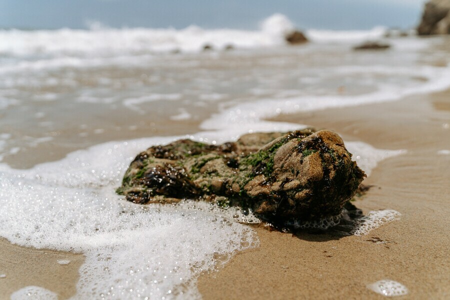 У берегов Владивостока обнаружили водоросли которые могут быть опасны для людей и животных