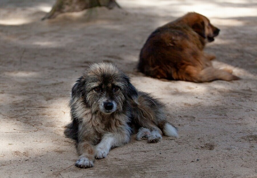 В Белогорске жителям будут платить деньги за пойманных бездомных собак