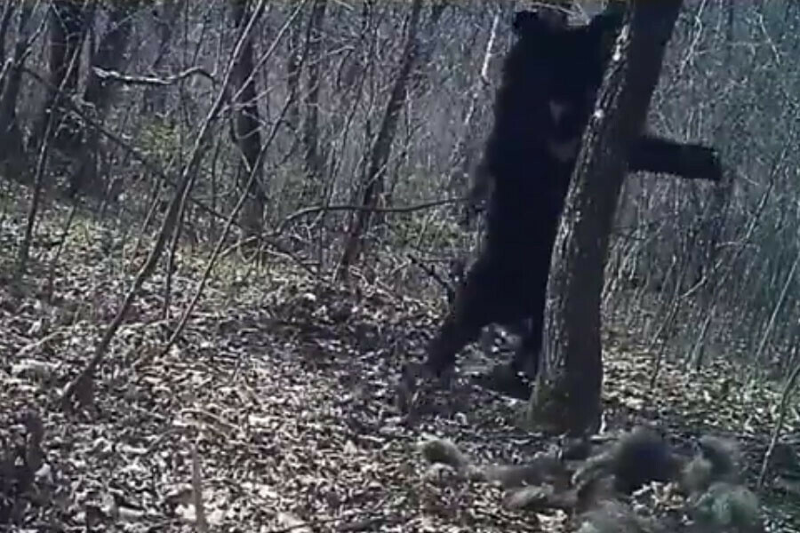Испугавшегося медвежонка засняла фотоловушка в Хинганском заповеднике