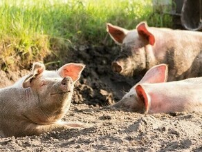 В Приамурье запретили скармливать свиньям пищевые отходы из детских садов и школьных столовых