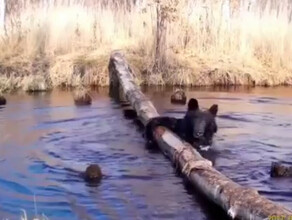Идет медведь качается в Хинганском заповеднике засняли акробатические трюки косолапого видео