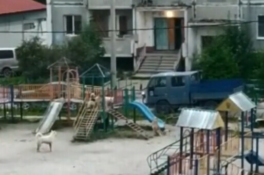 В Приамурье собаки захватили детскую площадку подростки разгоняли их камнями видео