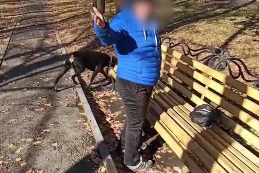 Пиво из пакета вытекает собаки бойцовские спокойно бегают Благовещенец снял на видео отдыхающую в парке женщину видео