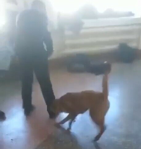 Собака играла с хозяином в мэрии прокомментировали происшествие в школе 17 Благовещенска