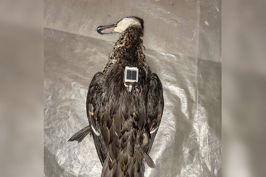 Амурские охотники убили утку с GPSпередатчиком 