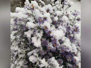 Мухи в ночнушках в Благовещенске прошел первый снег в Белогорске сформировался покров фото видео