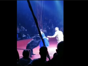 В Орле во время циркового выступления медведь напал на беременную дрессировщицу видео