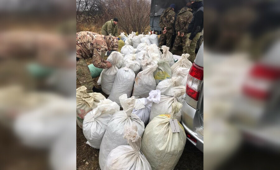 Наркотуризм хабаровчане приехали в Амурскую область за коноплей и насобирали четверть тонны