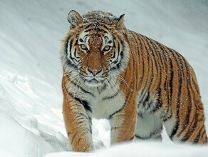Не ходите в лес в одном из муниципальных округов Амурской области заметили следы тигра