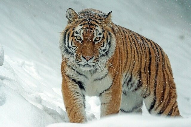 Не ходите в лес в одном из муниципальных округов Амурской области заметили следы тигра