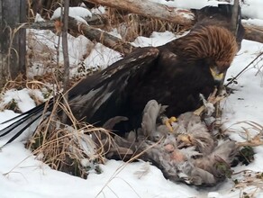 В Амурской области краснокнижный хищник прибился к людям видео