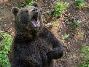 В Приморье медведь напал на мужчину и разодрал ему лицо