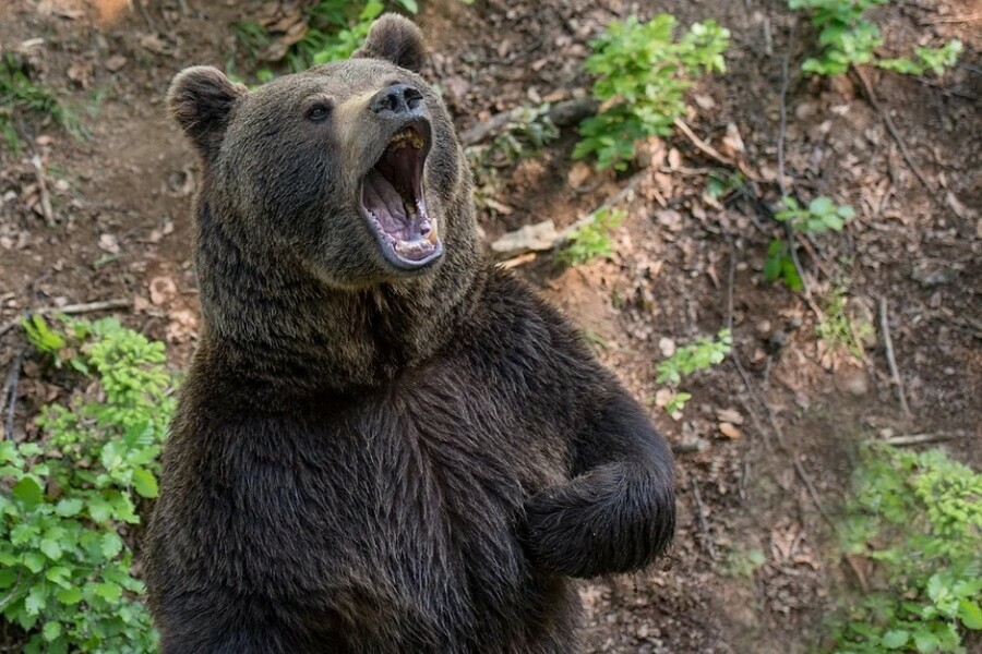 В Приморье медведь напал на мужчину и разодрал ему лицо