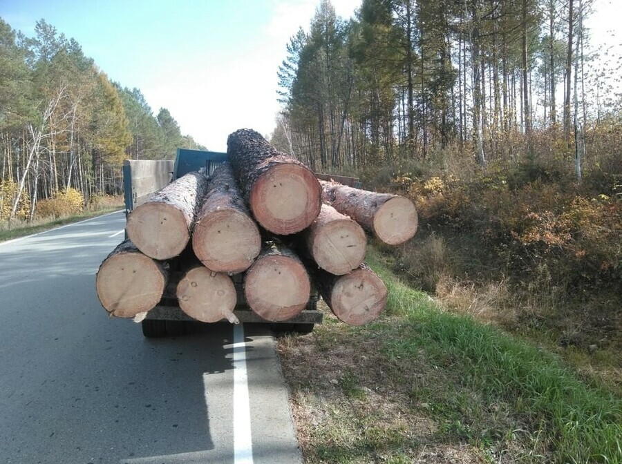 Нелегального лесоруба поймали в Шимановском районе во время перевозки спиленных сосен 