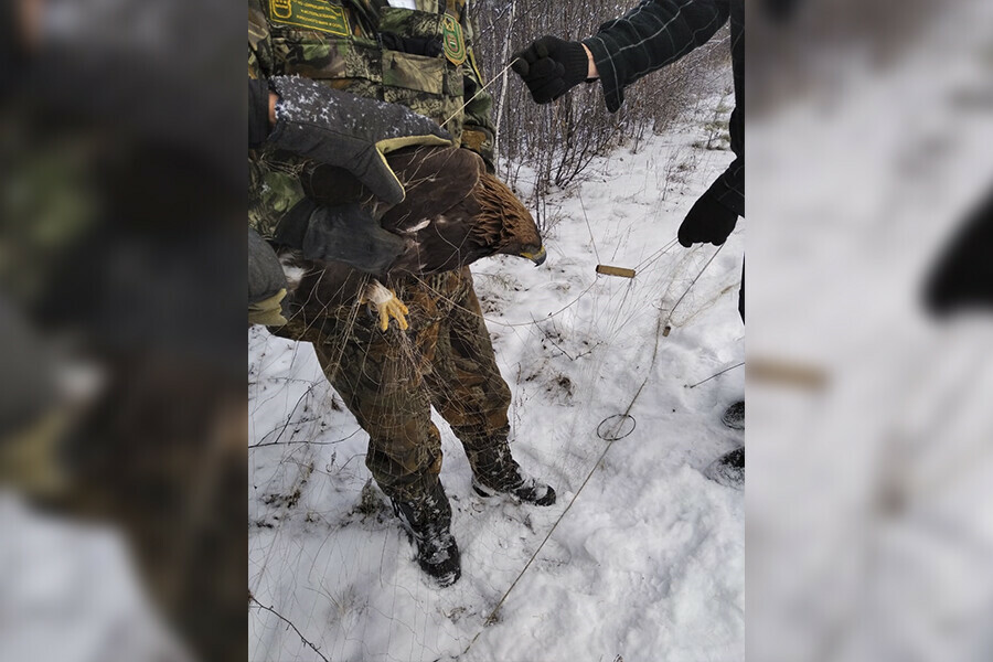 Краснокнижного беркута найденного в Приамурье отловили видео