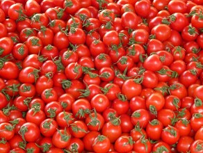 В Амурскую область из Китая завезли несколько тонн помидоров зараженных опасным вирусом 