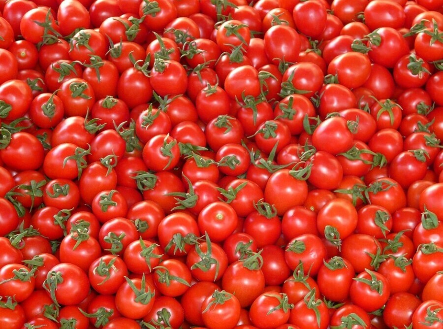 В Амурскую область из Китая завезли несколько тонн помидоров зараженных опасным вирусом 