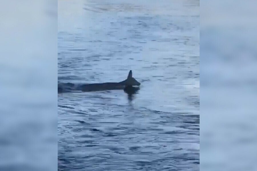 Охотоведы Приамурья  насчитали меньше косуль во время миграции видео