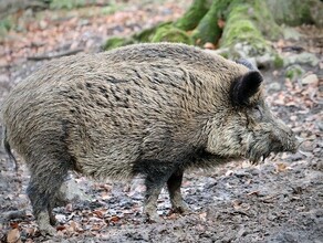 В Амурской области выявляют все больше случаев африканской чумы свиней