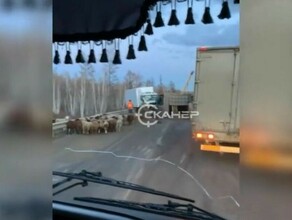 В Приамурье произошло ДТП с баранами видео