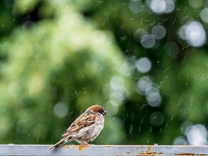 Август радует амурчан дождями Синоптики рассказали какому району повезло больше других 