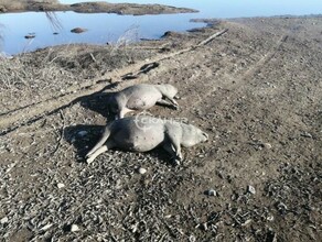 На берегу Зеи в Благовещенске обнаружены страшные находки