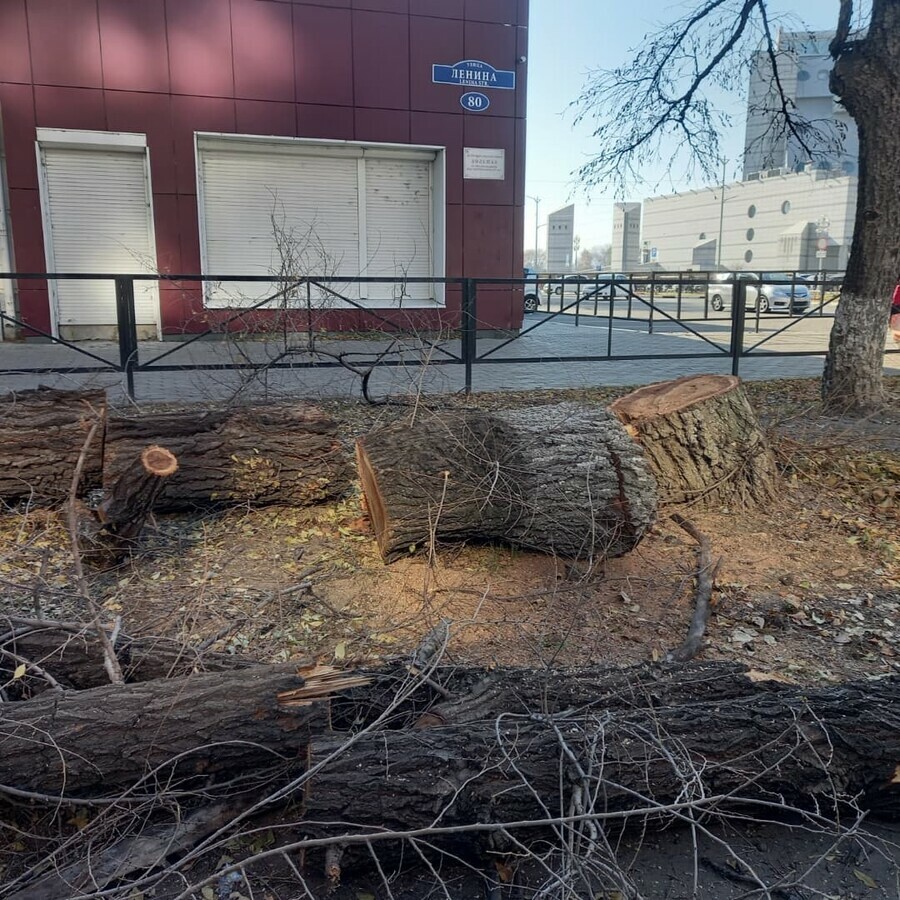 Пилят Шура пилят Благовещенцы сомневаются в адекватной замене деревьев спиленных на улице Ленина