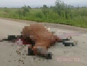 В Благовещенском районе машина насмерть сбила коня видео