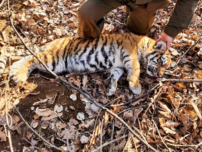 В Приморье в капкан попал трехмесячный тигренок фото