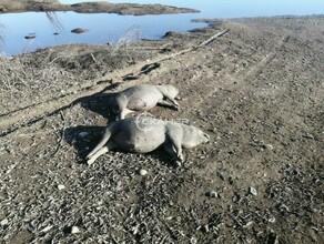 Туши свиней шокировавших жителей Благовещенска сожгли в передвижном крематории