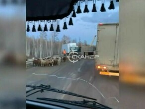 Россельхознадзор Приамурья выявил нарушения при перевозке баранов которые попали в ДТП