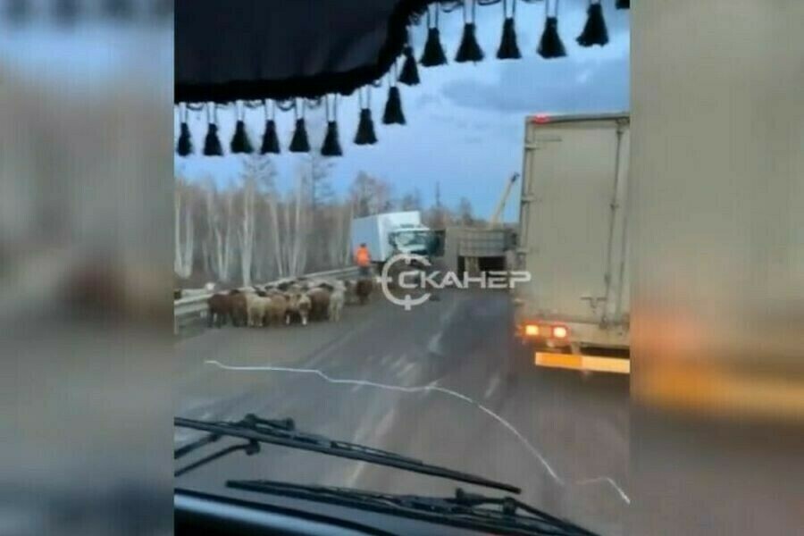 Россельхознадзор Приамурья выявил нарушения при перевозке баранов которые попали в ДТП