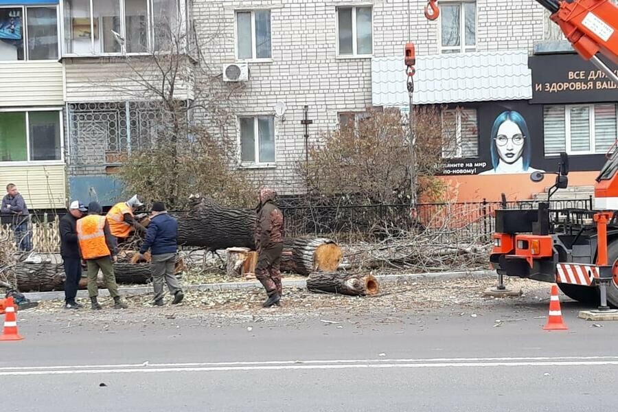 В мэрии Благовещенска объяснили зачем спиливают деревья на Ленина  Шимановского фото