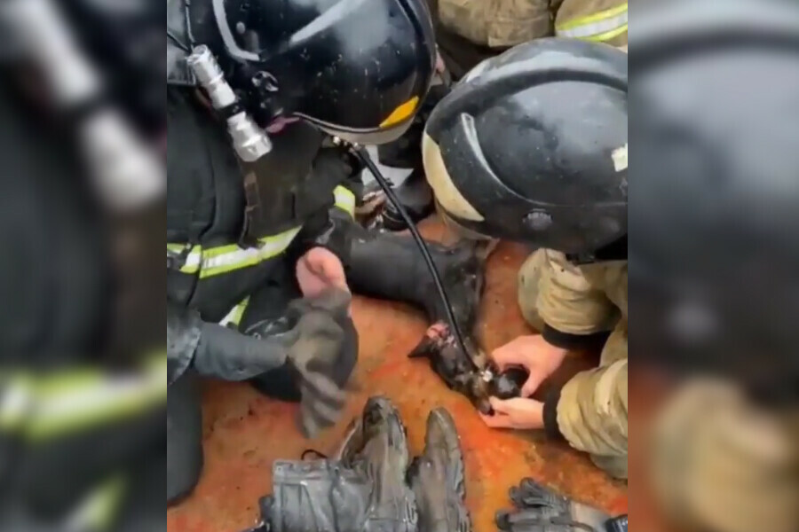 В Приамурье спасатели сделали собаке массаж сердца чтобы реанимировать ее после пожара видео