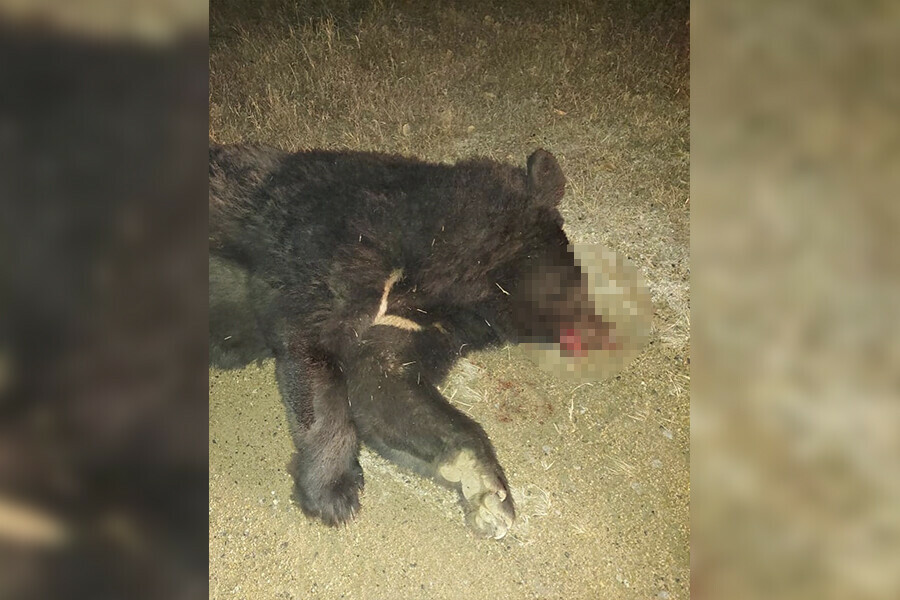 Краснокнижного медведя насмерть сбили в Амурской области