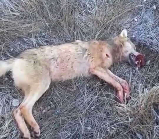 Снова нападение волка в Амурской области хищник задрал собаку на цепи