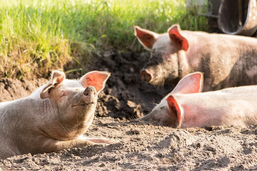 В Белогорске снят карантин по африканской чуме свиней
