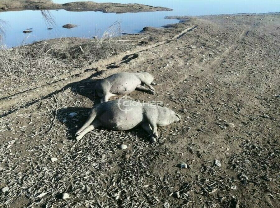 Специалисты выяснили есть ли АЧС у свиней найденных на берегу Зеи 