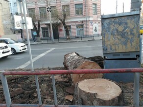 В Благовещенске на главном городском перекрестке спилили деревья родом из прошлого века