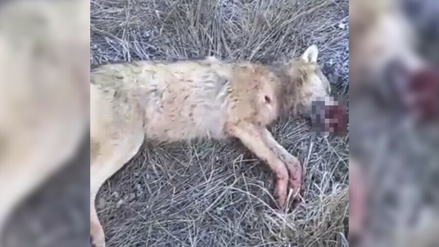 Волки атакуют в Мазановском районе хищник напал на собаку Дикого зверя застрелили 