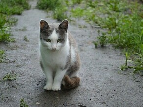 Поосеннему прохладно и дождливо прогноз погоды в Приамурье на 7 августа