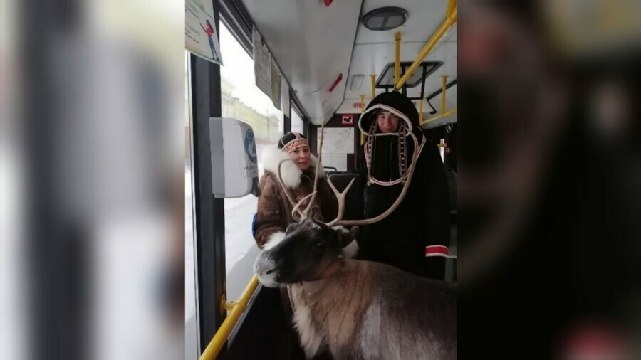 В Норильске на автобусе прокатили оленя видео