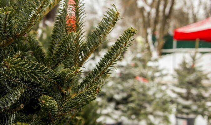 Желающих торговать новогодними елками в Благовещенске приглашают на конкурс